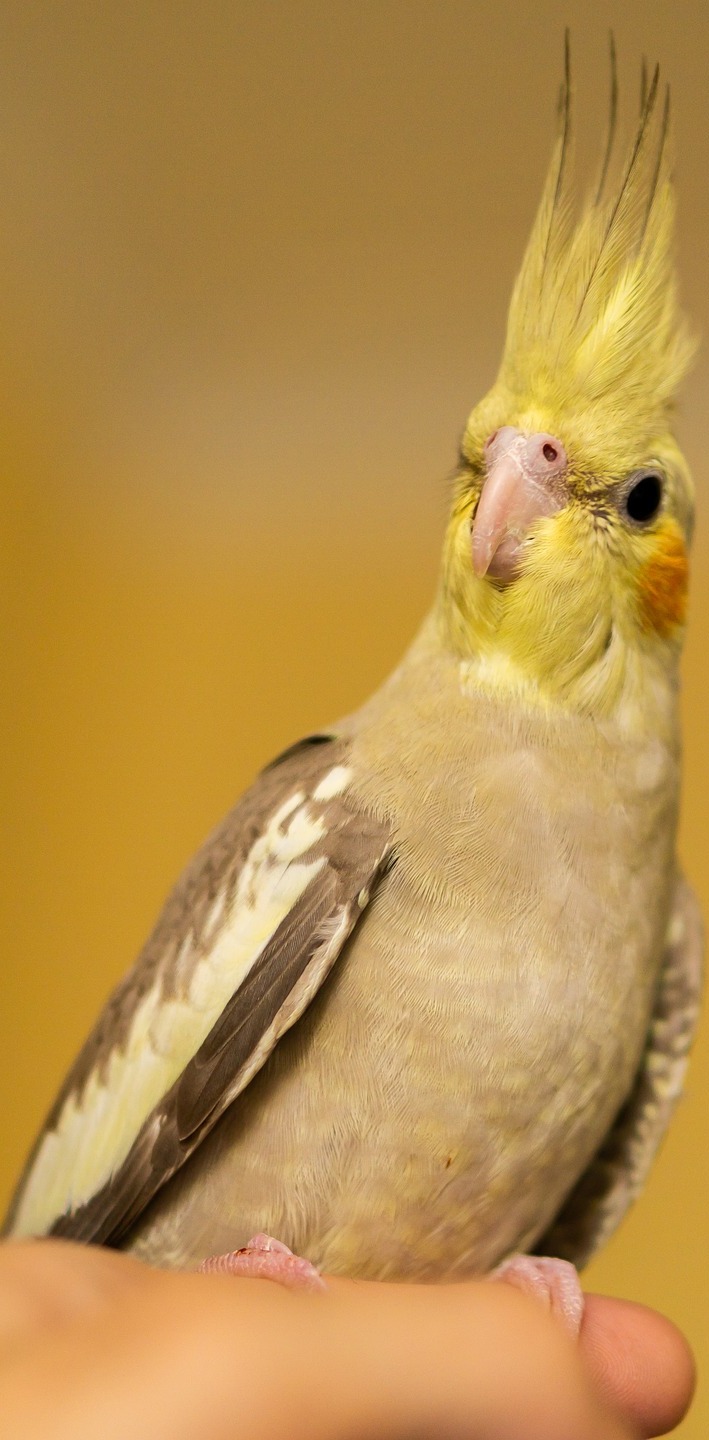 Holding a cockatiel bird.