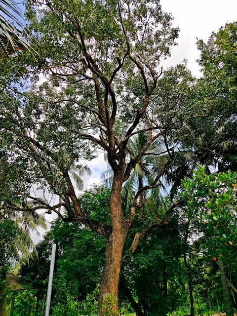 Chiński ogród botaniczny, tropikalny ogród, egzotyczne rośliny użytkowe i owocowe, Hainan, zieleń miejska w tropikalnych południowych Chinach. Ciekawe rośliny owocowe, karambola, palmy, sapodila, wanilia, chlebowiec, czapetka, noni, tamaryndowiec, płomień afryki. Jak wyglądają tropikalne Chiny?