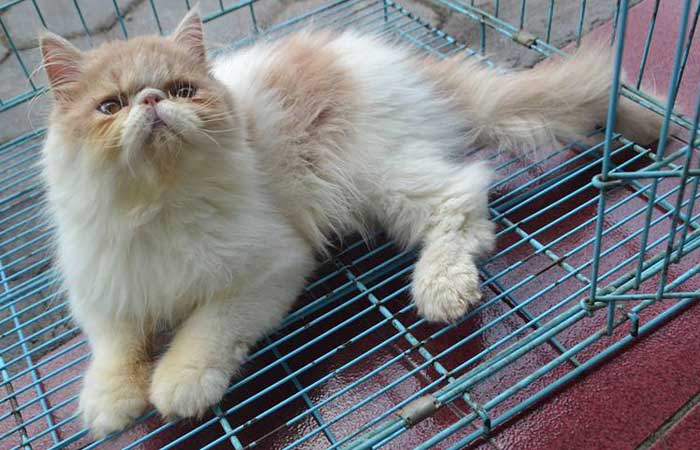 Kucing Persia Si Cantik Berhidung Pesek