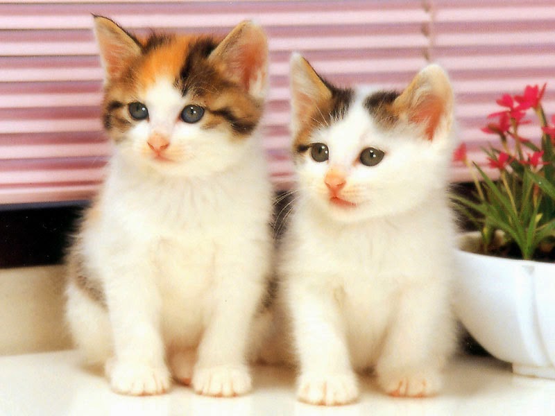 Lovable Images: Cute Cat WallPapers Free Download 