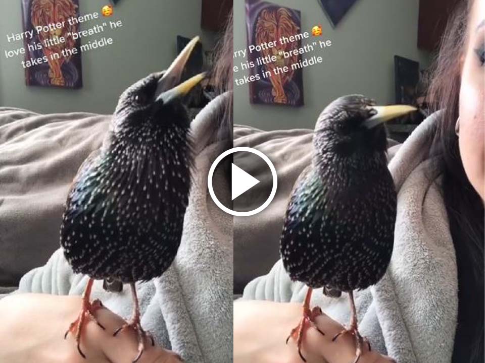 An amazing video of a Bird singing Harry Potter theme music