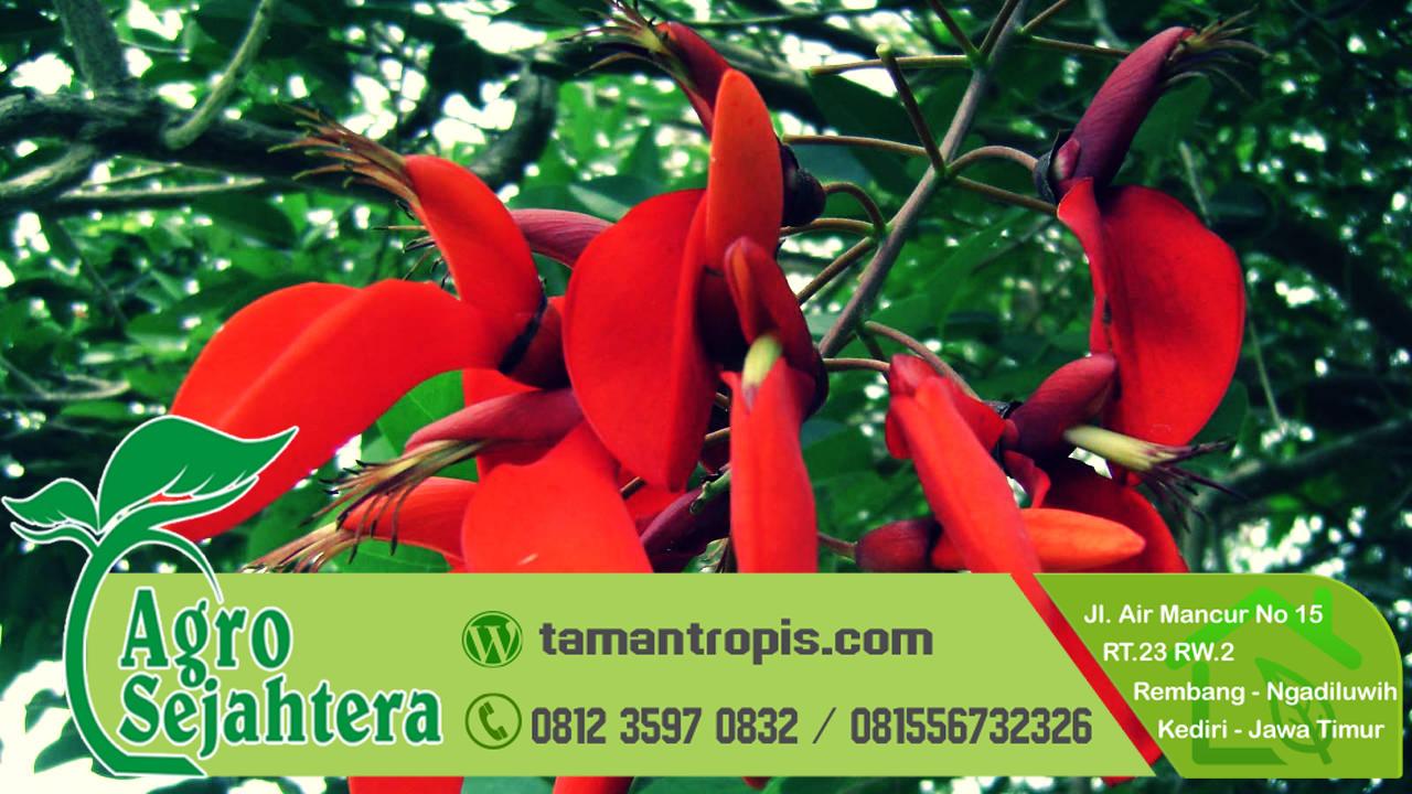 Puri Dadap Merah Puri Dadap Merah