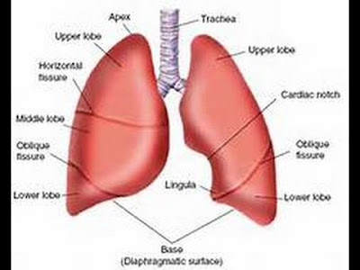 obat paru paru dari cina