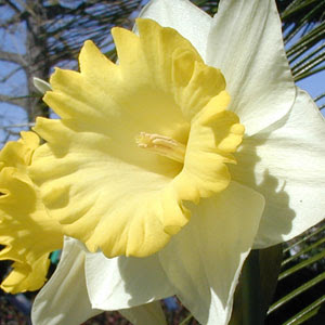 Narcissus 水仙 花 英文 198702