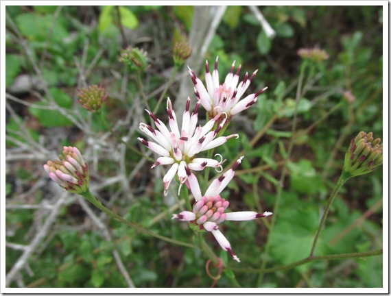 Feay's palafox Flower Plant