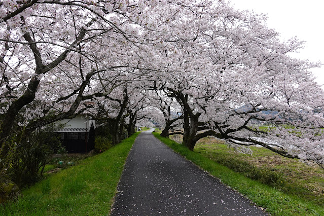 鳥取県西伯郡南部町倭 法勝寺川土手桜