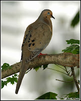 dove on tree mourning