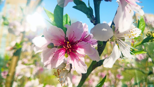 9Peach blossoms in spring photographs, come to see our collection