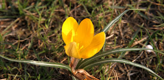 Crocus Olivieri İstanbulensis