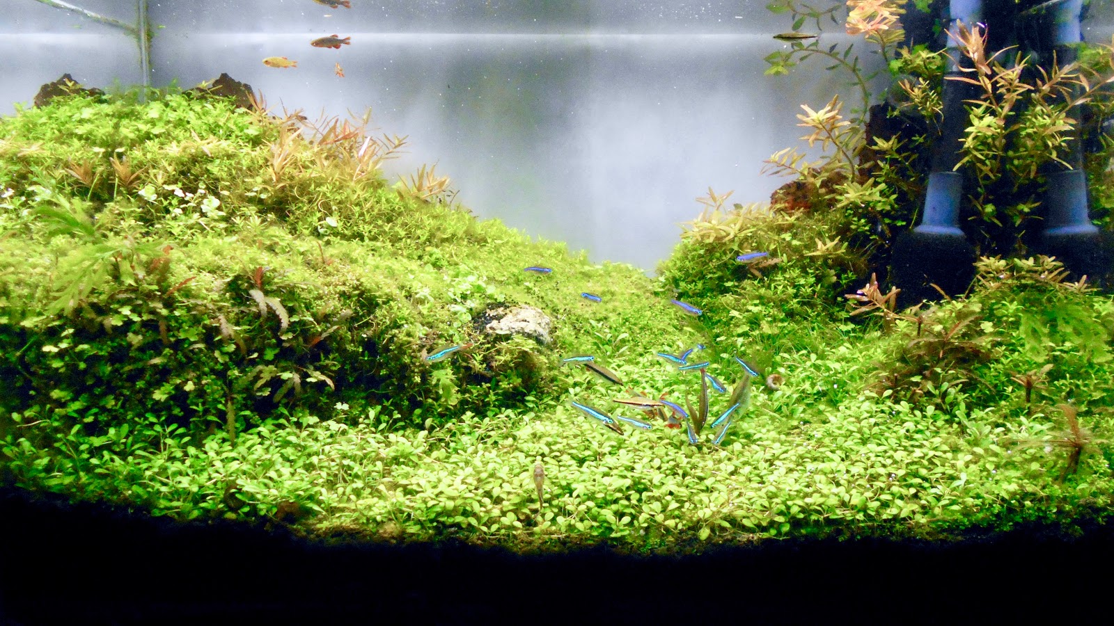 Metabolism 水草水槽 高回転型 60 ケバケバ緑藻 稚魚 根張りって