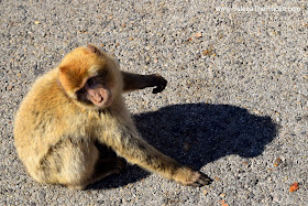 The Macaque Monkeys of Gibraltar