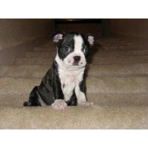 Boston Terrier Puppies Pictures