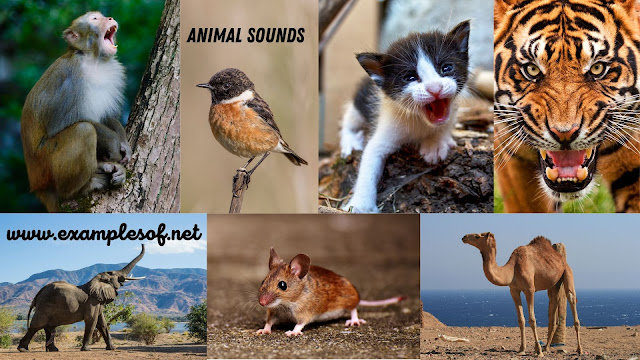 Animal Sounds  | Easy English Lessons  | Exam Oriented