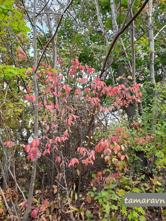 Бересклет малоцветковый (Euonymus pauciflorus) осенью