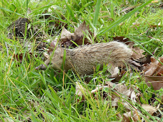 Tenrec ecaudatus - Tangue - Tengue