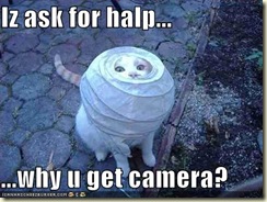 funny-pictures-cat-is-asking-for-help-so-why-are-you-taking-photos