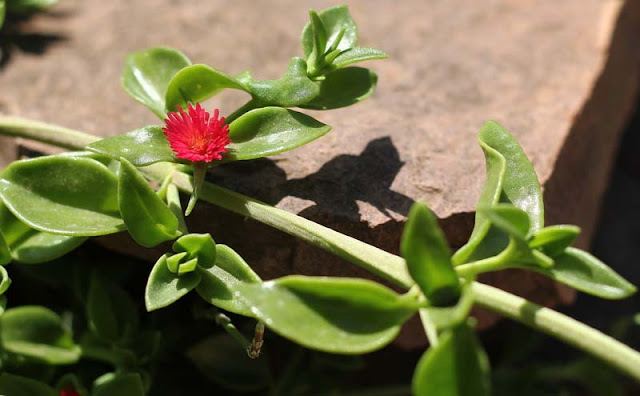 Aptenia Cordifolia Flowers Pictures