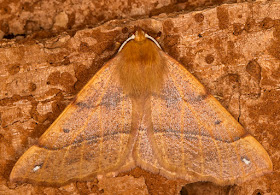 Feathered Thorn, Colotois pennaria.  Hayes, 14 November 2015.