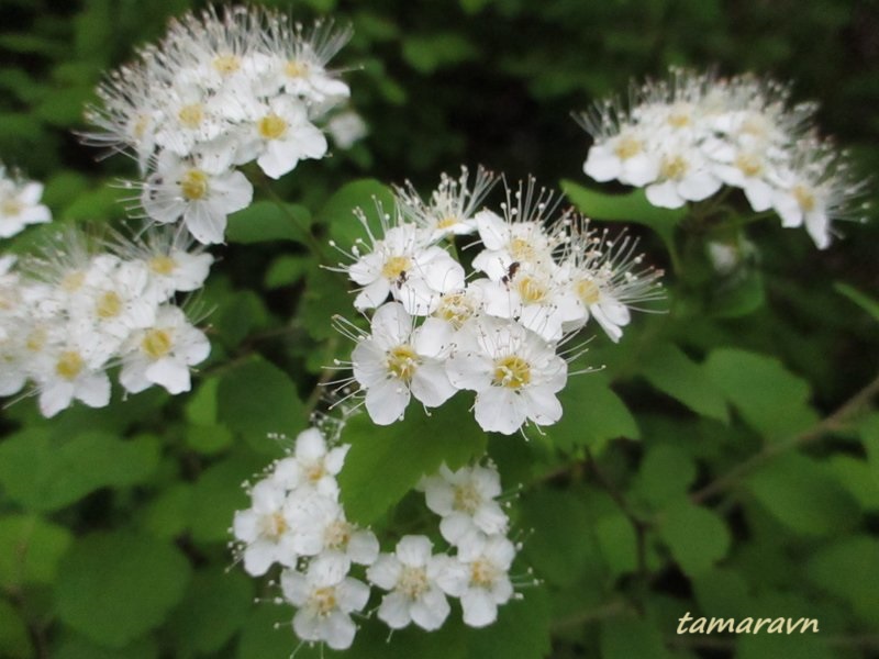 Спирея уссурийская / Таволга уссурийская (Spiraea ussuriensis)