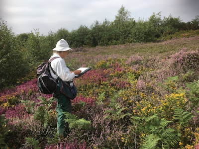 Botanical surveying taking place at Heswall Dales