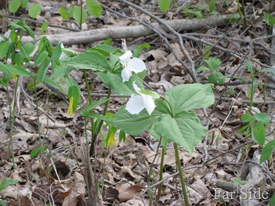 Trillium and Large Flowered Bellwort