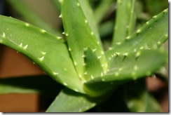 aloe-vera