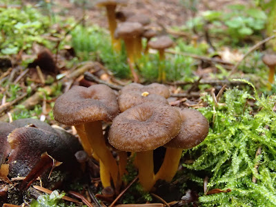 Craterellus tubaeformis pieprznik trąbkowy