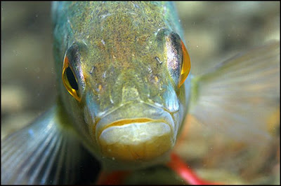 fish with face