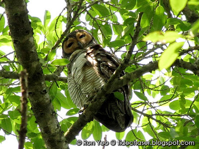 Spotted Wood-owl (Strix seloputo)