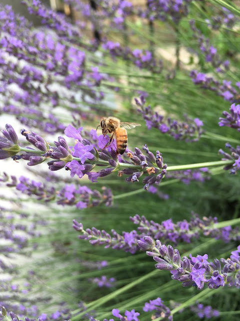 bee, beekeeping, foraging, native pollinator, 