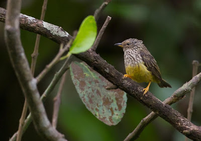 Pholidornis ruschiae