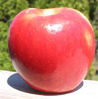 Red conical apple with yellow patch on the side