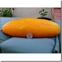 Cucumis sativus hmong red