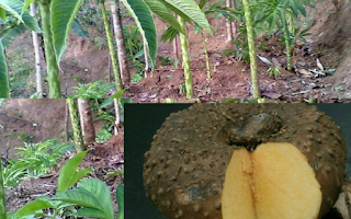 Bertani umbi porang yang menggiurkan