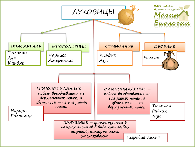 Классификация-луковиц-растений-схема