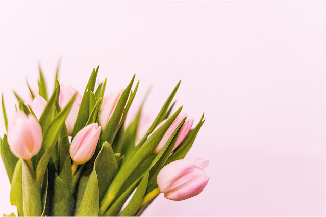 Bukiet różowych tulipanów na różowym tle