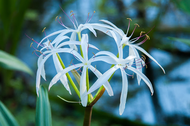 Swamp lily