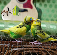 পাখি পালনের উপকারীতা - পাখি পালন