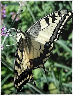 beige monarch