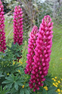 lupin flowers