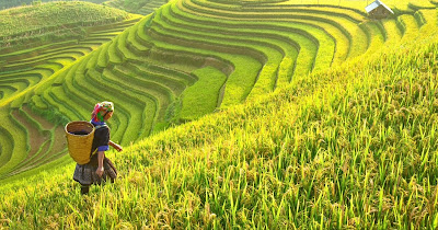 Cuaca & Iklim : Kondisi (Suhu dan Curah Hujan), Kaitan antar Cuaca & Iklim, serta Pengaruhnya Bagi Kehidupan