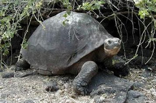 Tortuga saliendo de su guarida