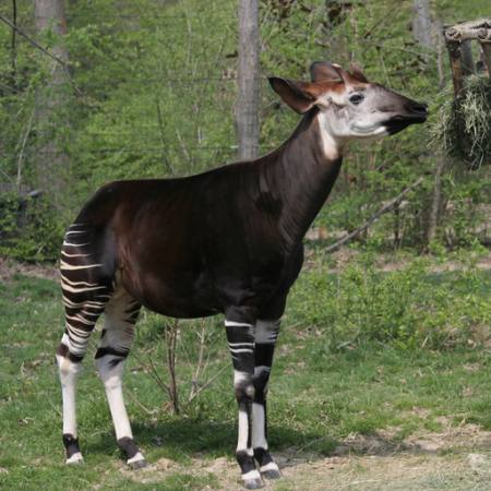 OKAPI