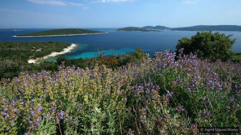 All you need to know about the island of Luschini: Learn about the charming island of Croatia that people go to for treatment