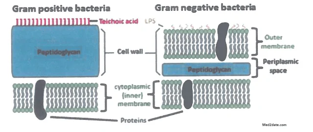 Schematic presentation of Gram positive and Gram negative cell wall