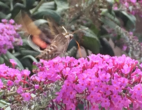 humming bird moth 2