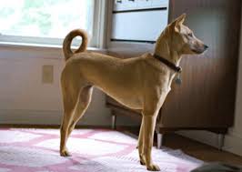 Indian Originated Dog Breeds Indian Pariah Dog