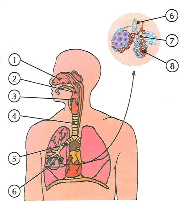  o aparelho respiratório humano está sendo representado, e nele estão localizadas suas principais estruturas