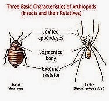 arthropoda-characteristics