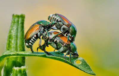 ¿Qué está pasando aquí? Que alguien me explique... - What is going on here insectos